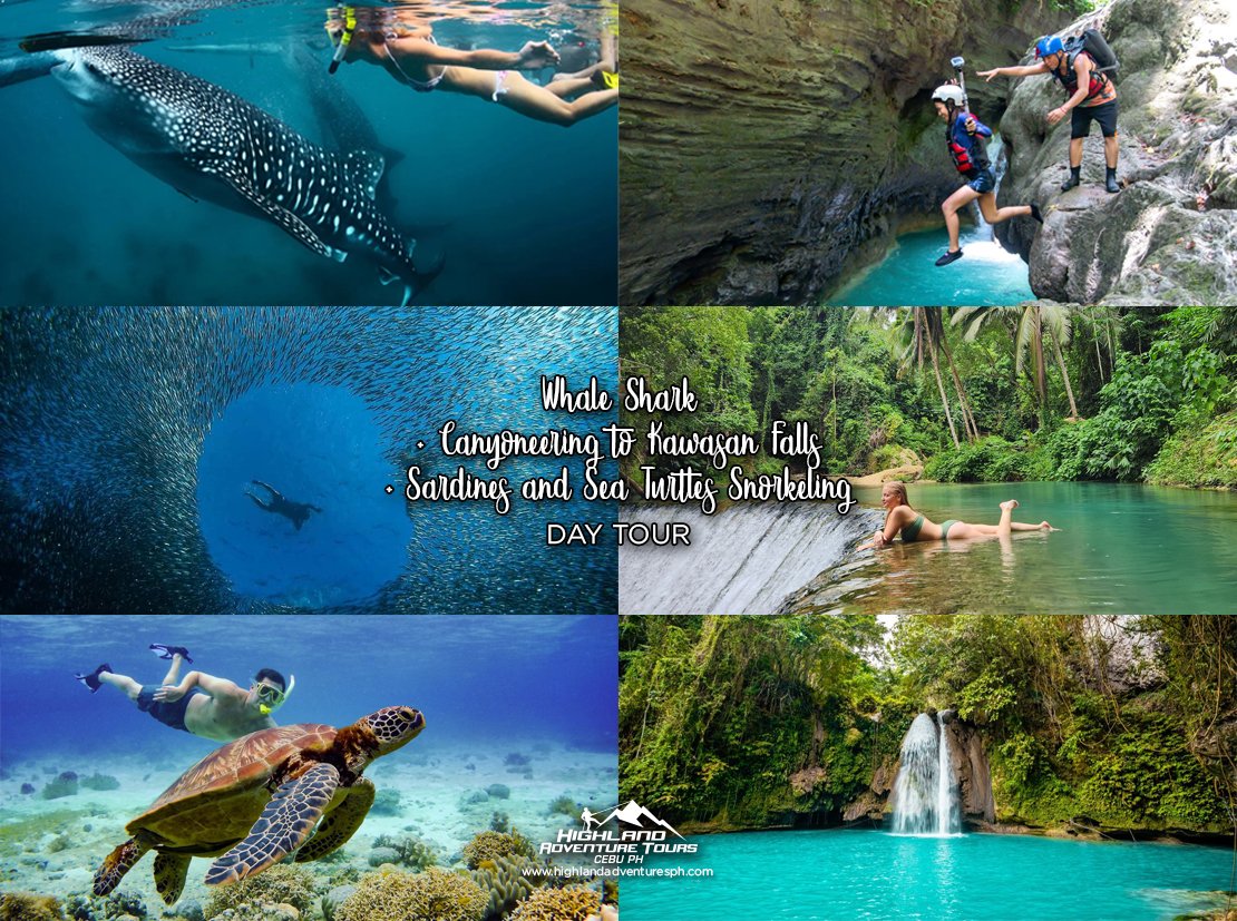 Whale Shark Canyoneering to Kawasan Falls Sardines and Sea Turtles - Highland Adventure Tours