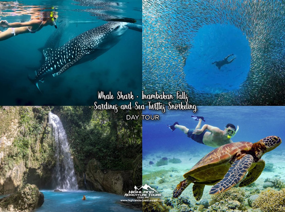 Whale Shark Inambakan Sardines and Sea Turtles Snorkeling - Highland Adventure Tours