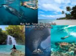 Whale Shark Kawasan Falls Lambug Sardines and Sea Turtles - Highland Adventure Tours