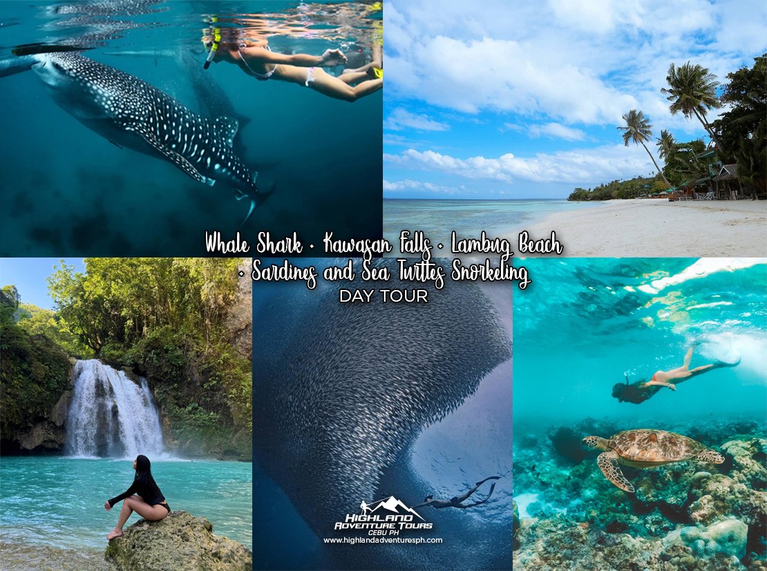 Whale Shark Kawasan Falls Lambug Sardines and Sea Turtles - Highland Adventure Tours